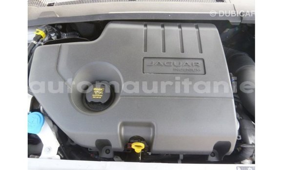 Buy Import Jaguar E-Pace White Car in Import - Dubai in Adrar Buy Import Jaguar E-Pace White Car in Import - Dubai in Adrar