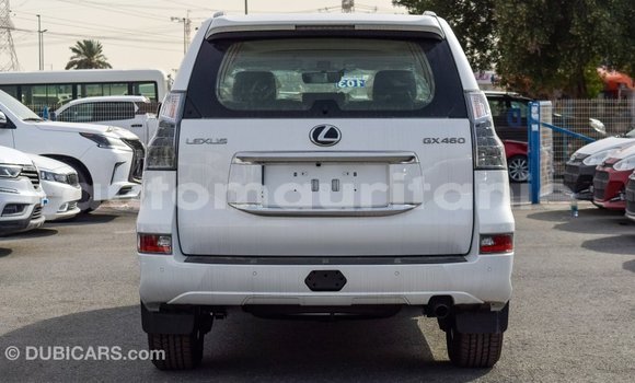Buy Import Lexus GX White Car in Import - Dubai in Adrar Buy Import Lexus GX White Car in Import - Dubai in Adrar